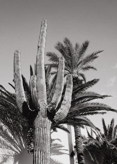 poster-print-cactus-bw-las-vegas