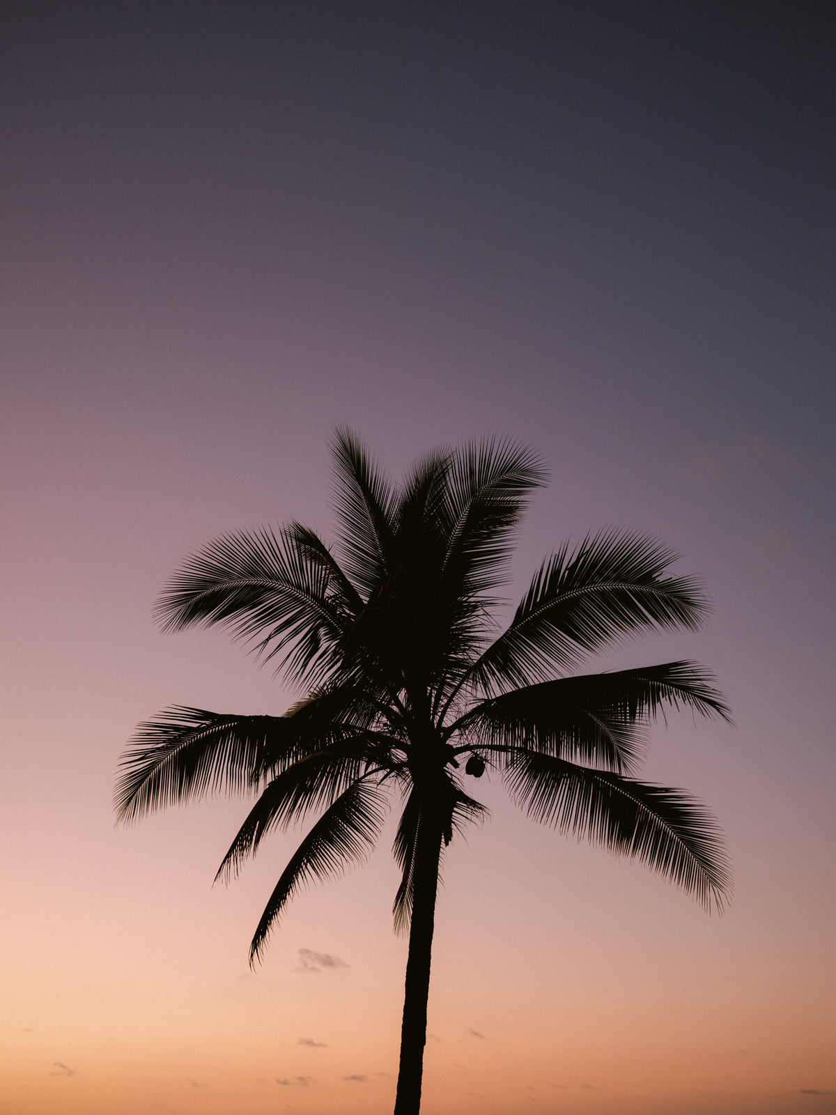 acrylic-print-costa-rica-palm-tree