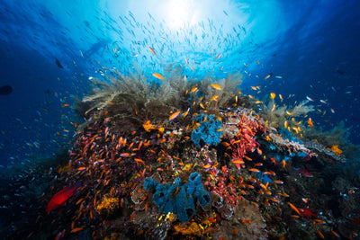 poster-print-apnea