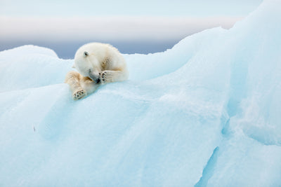 poster-print-polar-bear-grooming