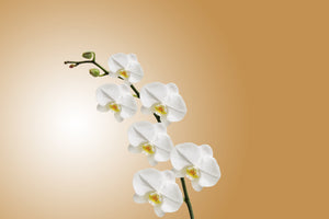3-piece-acrylic-print-white-orchids-xl