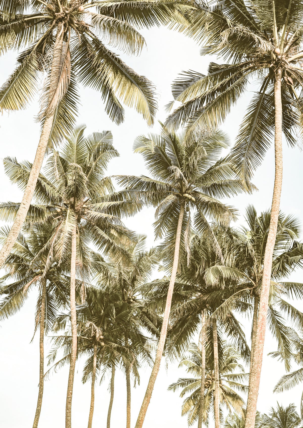 framedposter-print-tropical-serenity