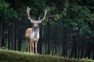 canvas-print-the-fallow-deer-ii