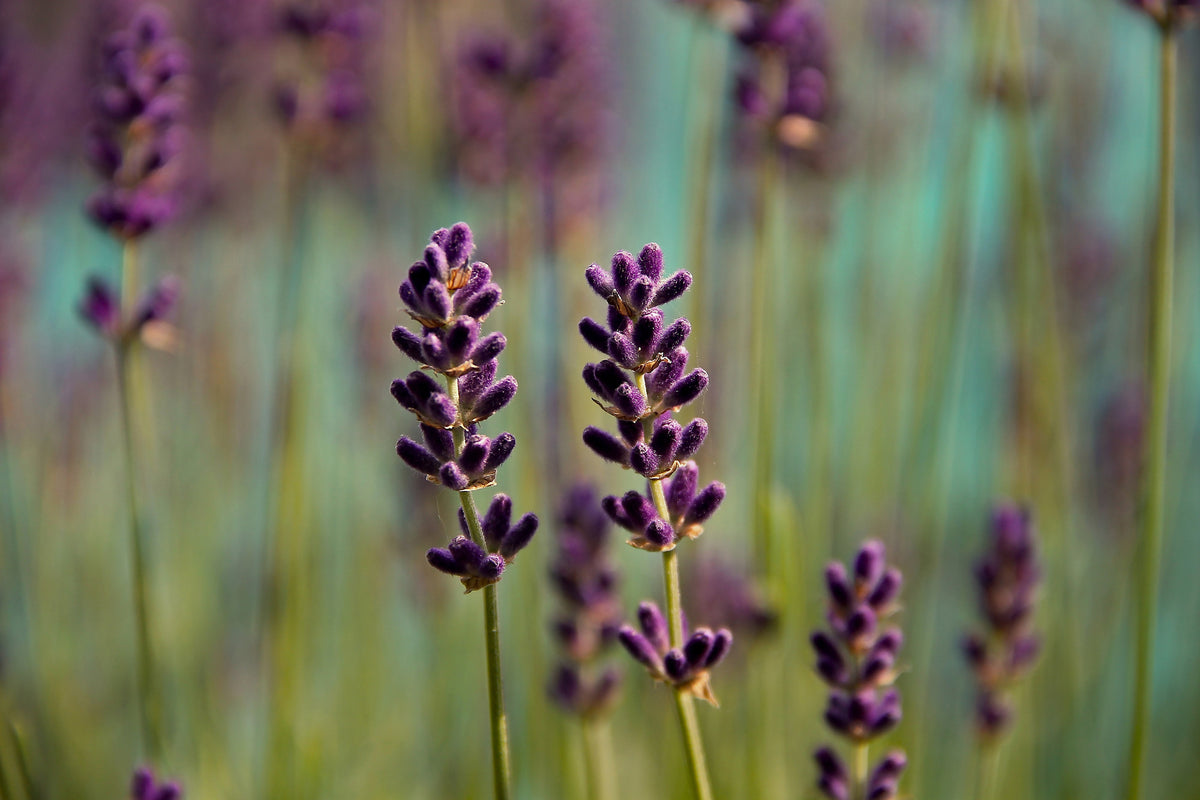 framedposter-print-lavender-in-xl