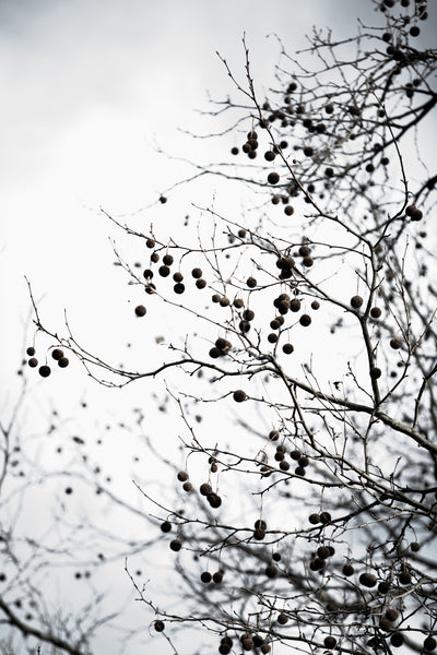 poster-print-winter-silhouettes-6