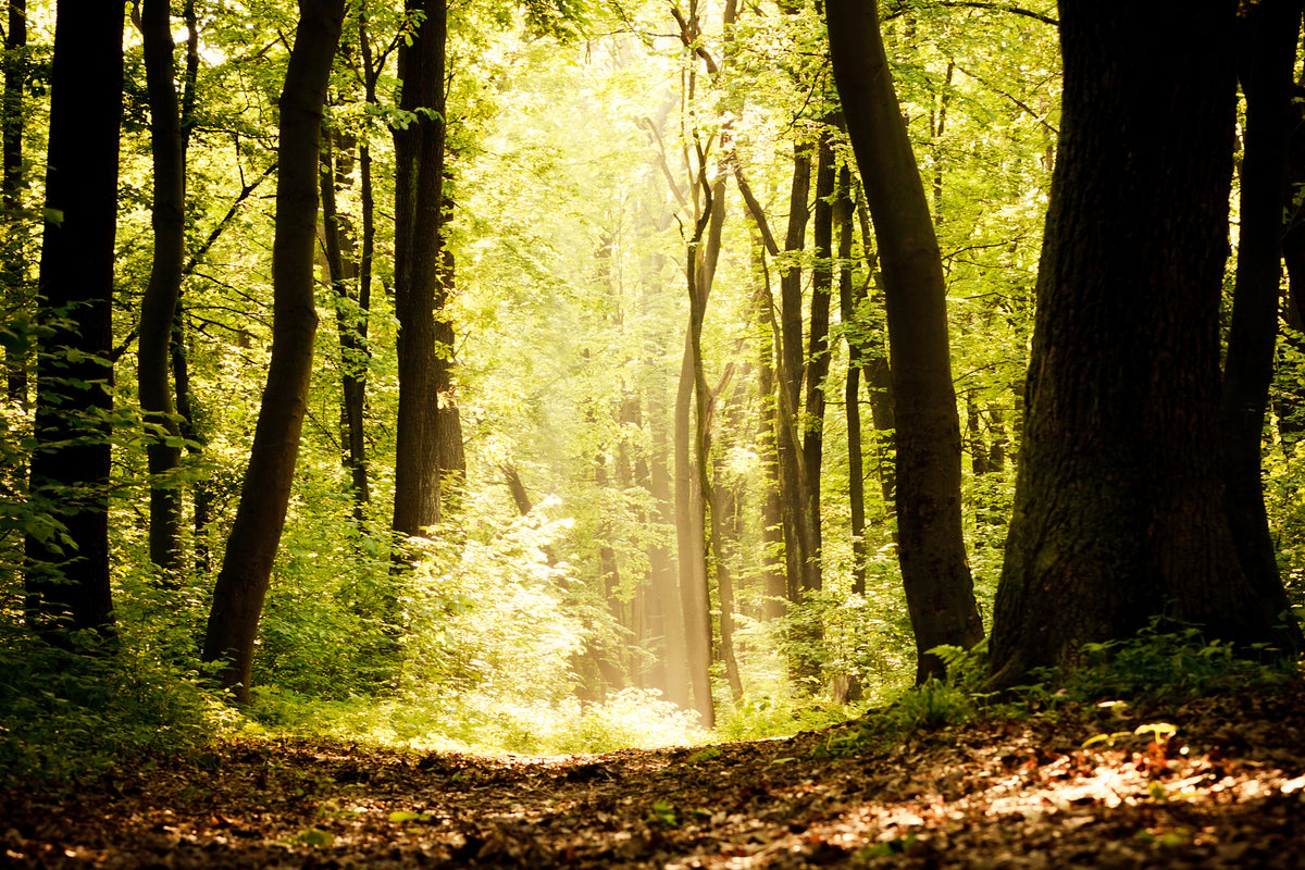 poster-print-sunrise-in-the-forest