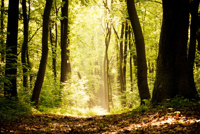 poster-print-sunrise-in-the-forest