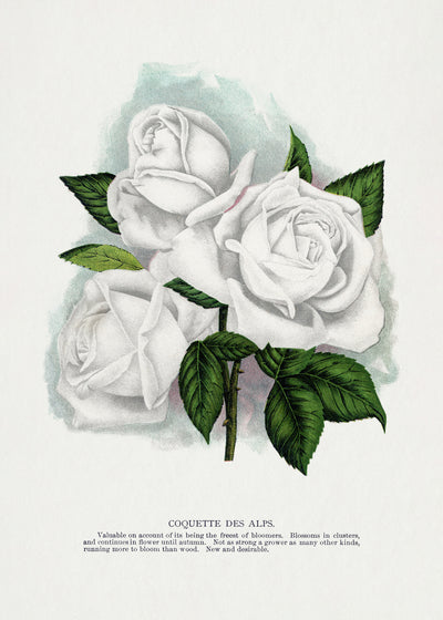 poster-print-white-rose-coquette-des-alps-lithograph