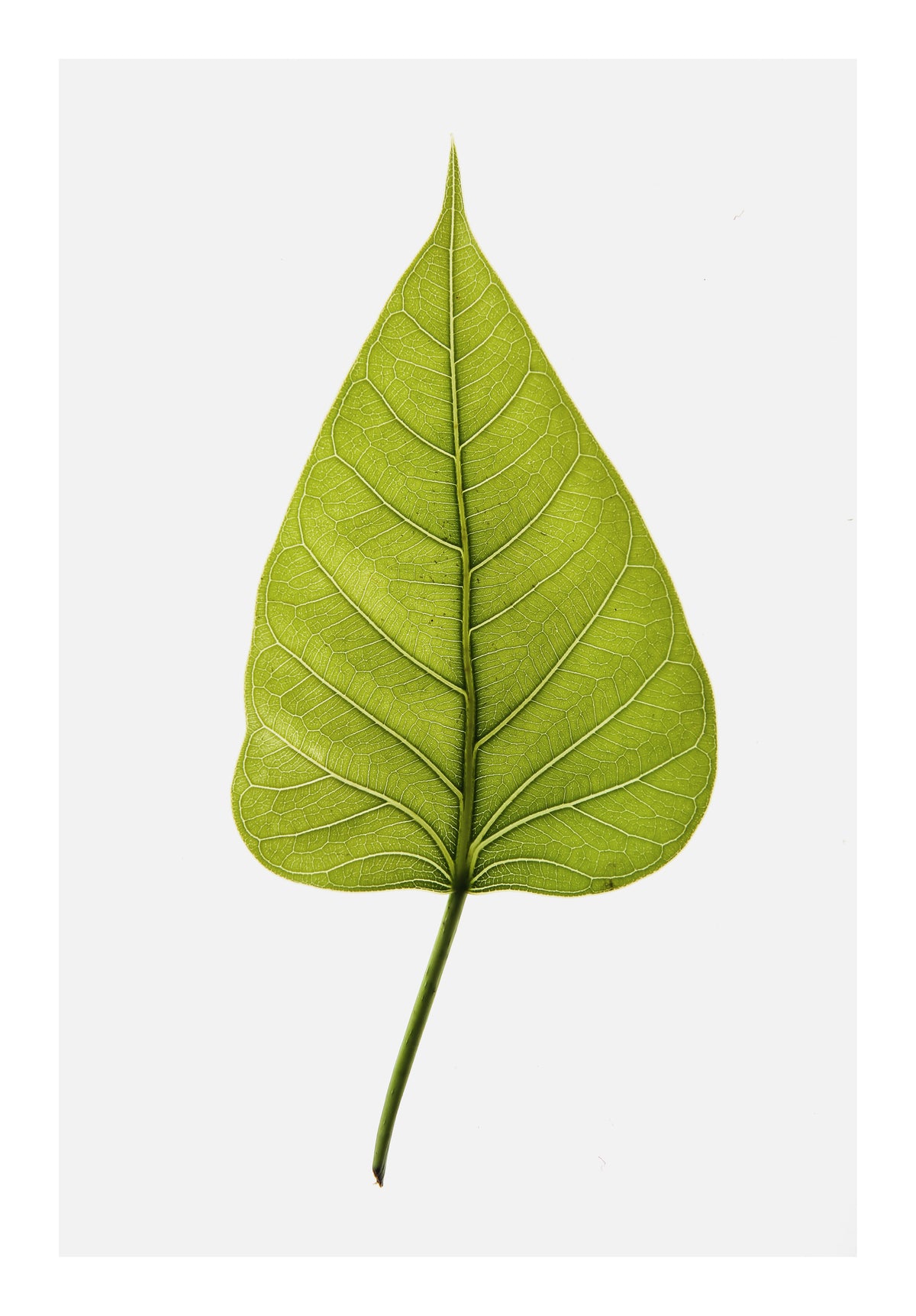 framedcanvas-print-single-green-leaf-with-intricate-vein-patterns