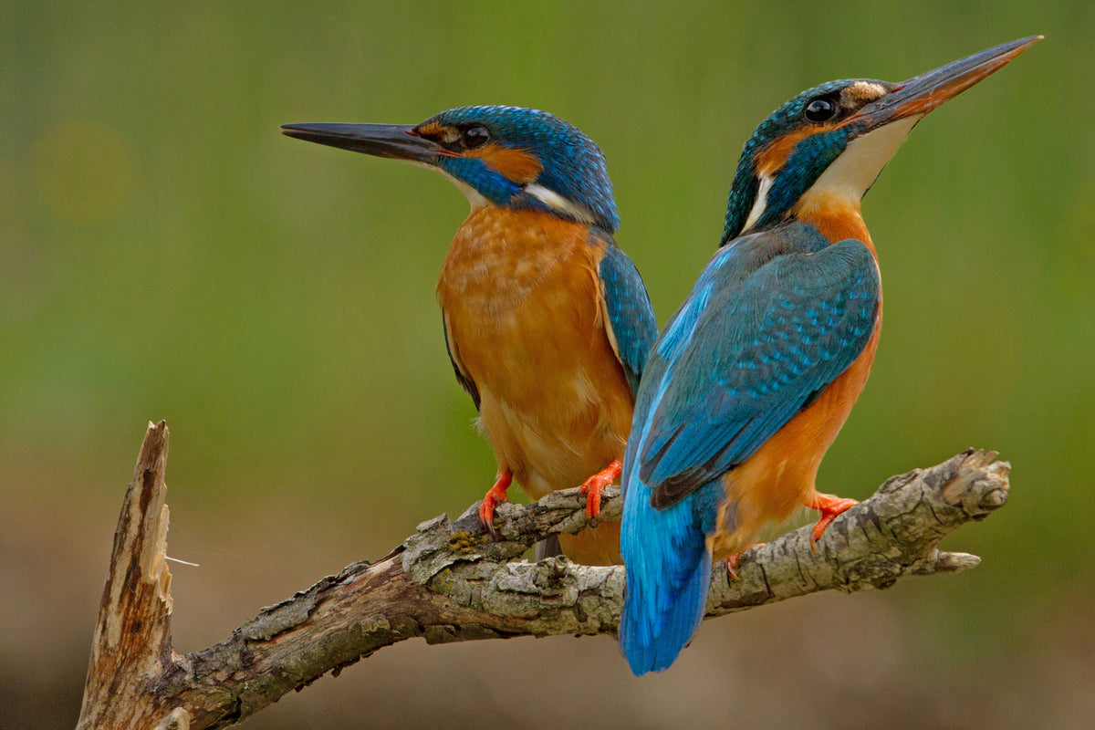 acrylic-print-kingfisher