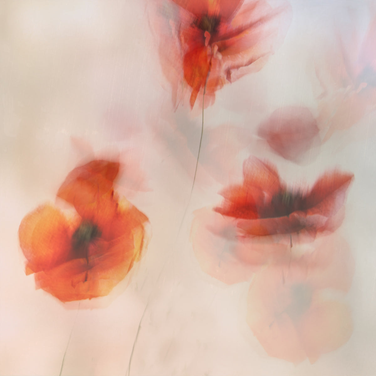 4-piece-aluminium-print-painted-poppies