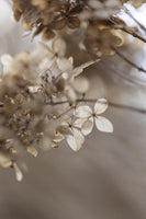 framedcanvas-print-hydrangea-1