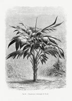 poster-print-vintage-palm-tree-drawing-viii