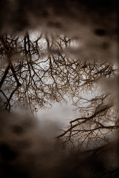 poster-print-winter-reflections