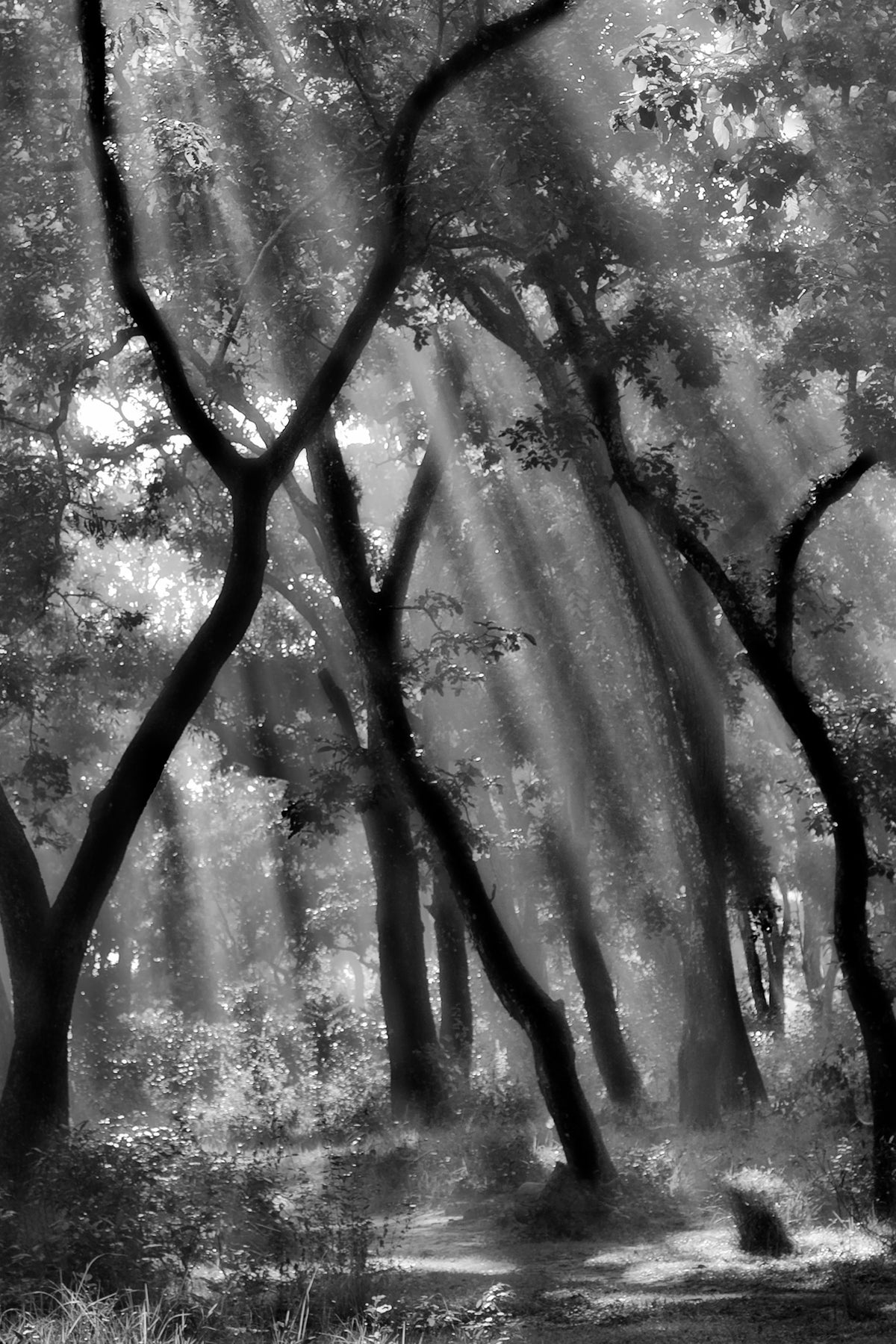 acrylic-print-enchanted-forest-ii