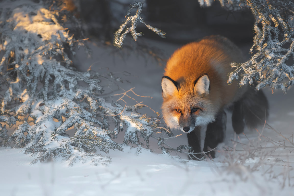 framedcanvas-print-red-fox-xxr