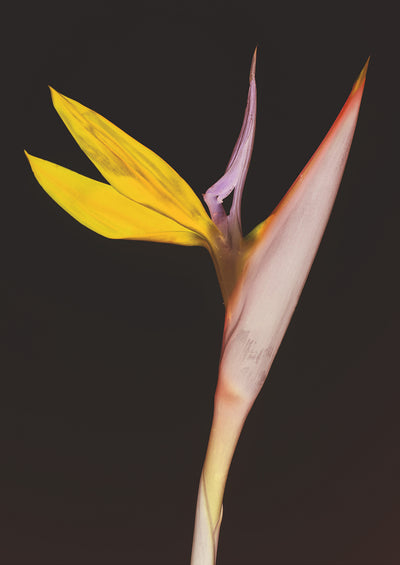 poster-print-exotic-blossom-glow