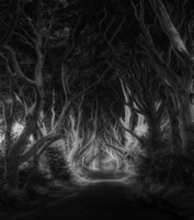 4-piece-canvas-print-the-dark-hedges-2
