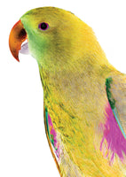 framedposter-print-vibrant-parrot-profile