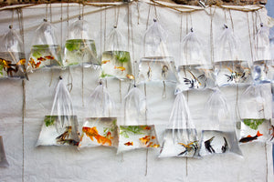 3-piece-acrylic-print-the-wall-of-fish