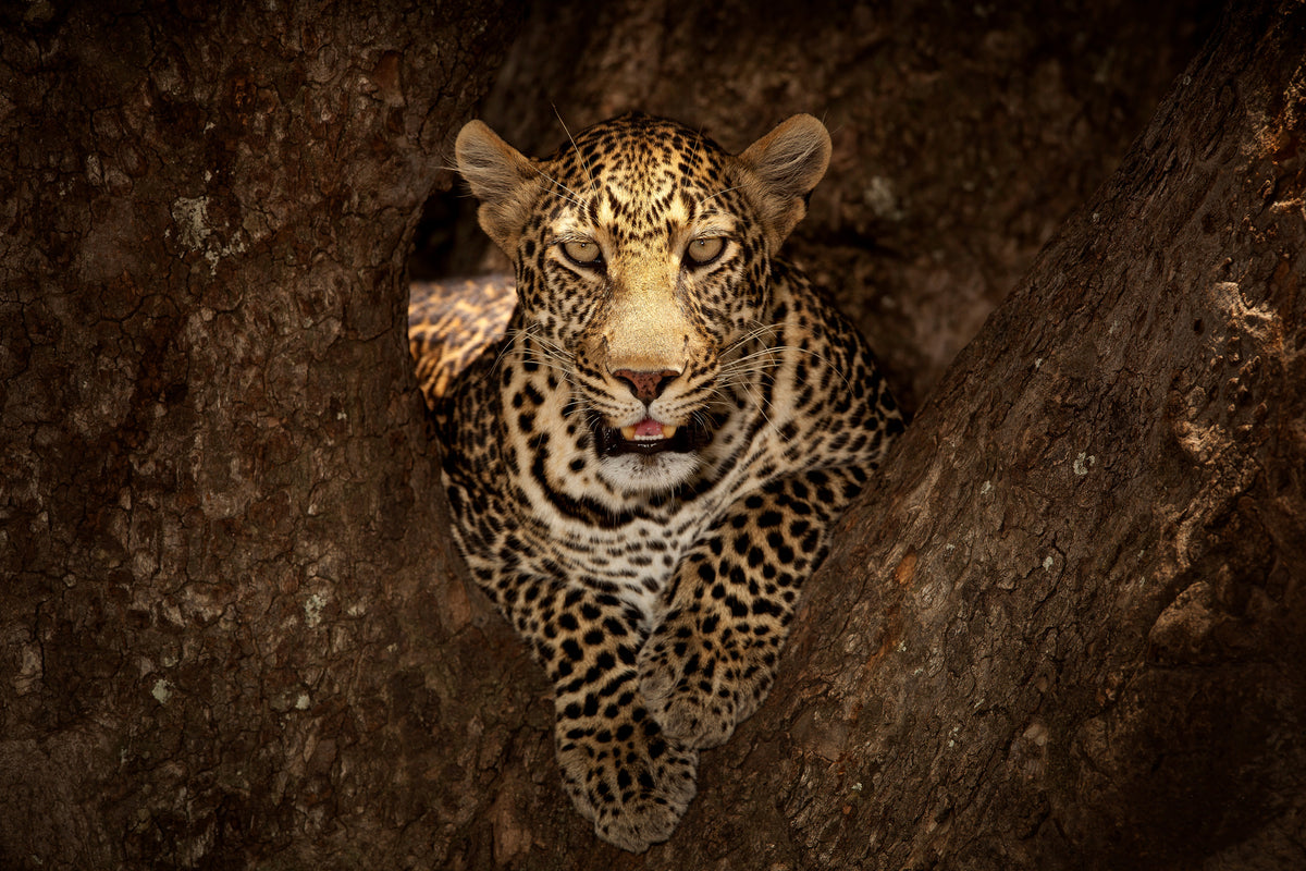 aluminium-print-leopard-resting-on-a-tree-at-masai-mara