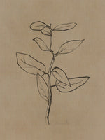 canvas-print-eucalyptus-sapling