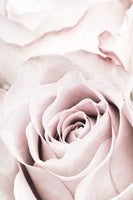 framedposter-print-pink-rose-no-05