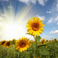 9-piece-acrylic-print-sunflower-in-sunlight