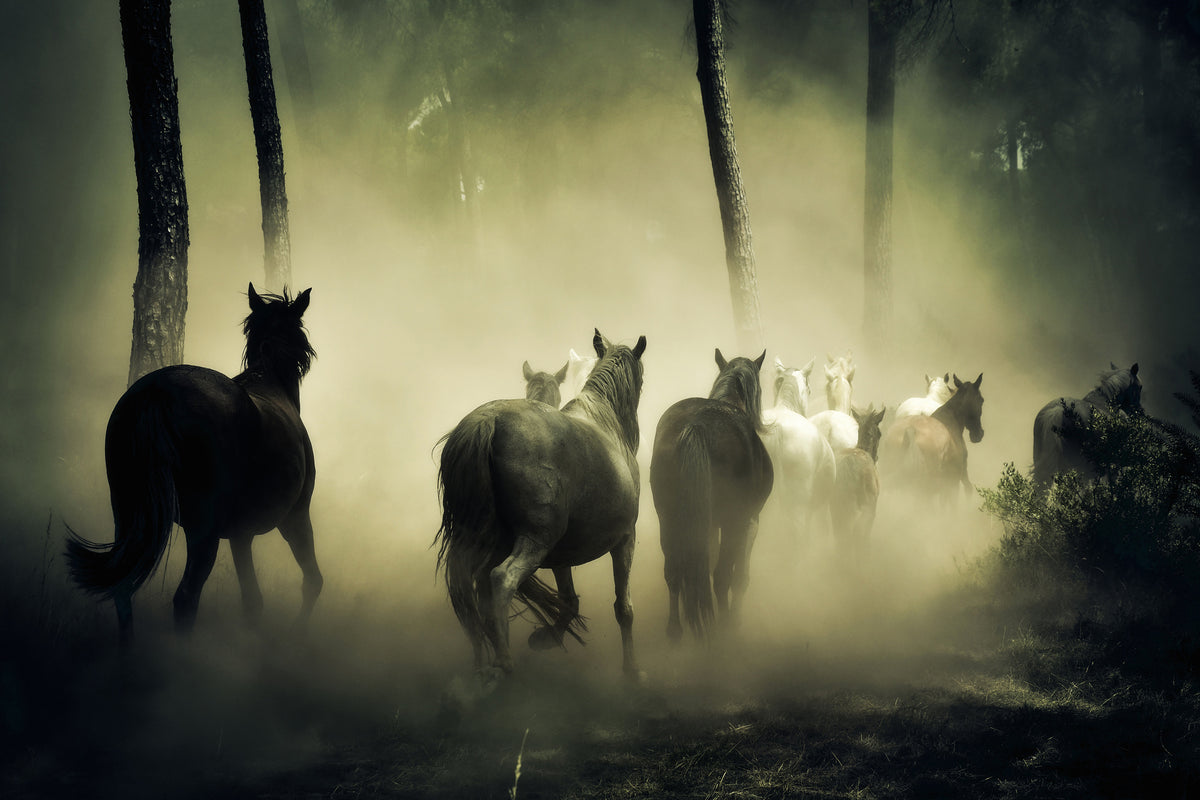 canvas-print-horses-in-the-forest