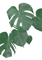poster-print-monstera-aqua-01