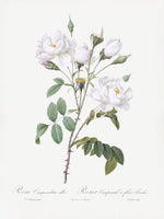 canvas-print-rosa-gallica-pontiana-les-roses-1817-1824