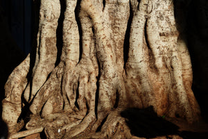 3-piece-acrylic-print-tree-close-up