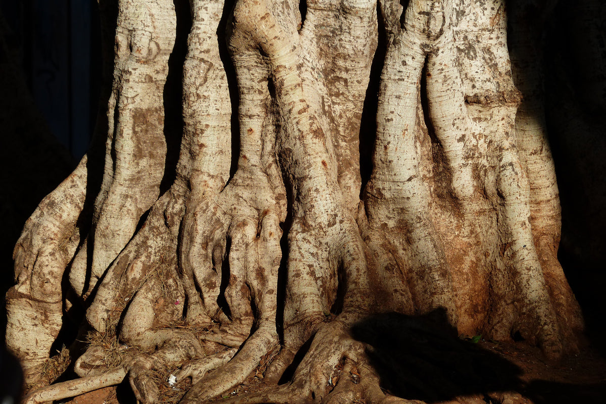 3-piece-acrylic-print-tree-close-up