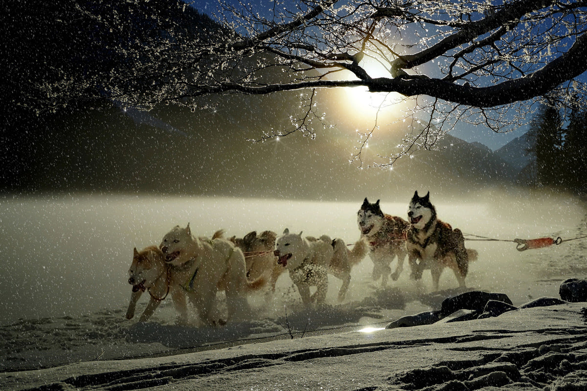aluminium-print-huskies