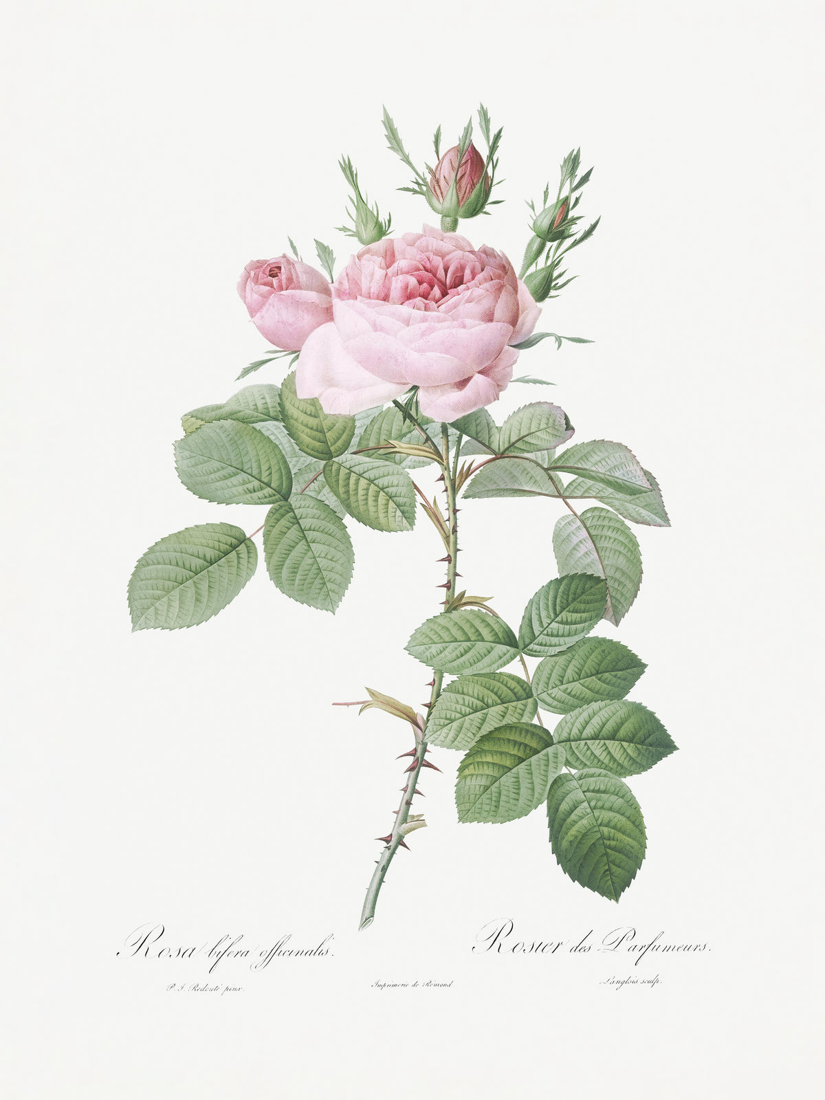 aluminium-print-rosa-bifera-officinalisles-roses-1817-1824