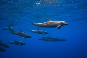 canvas-print-dolphins-x