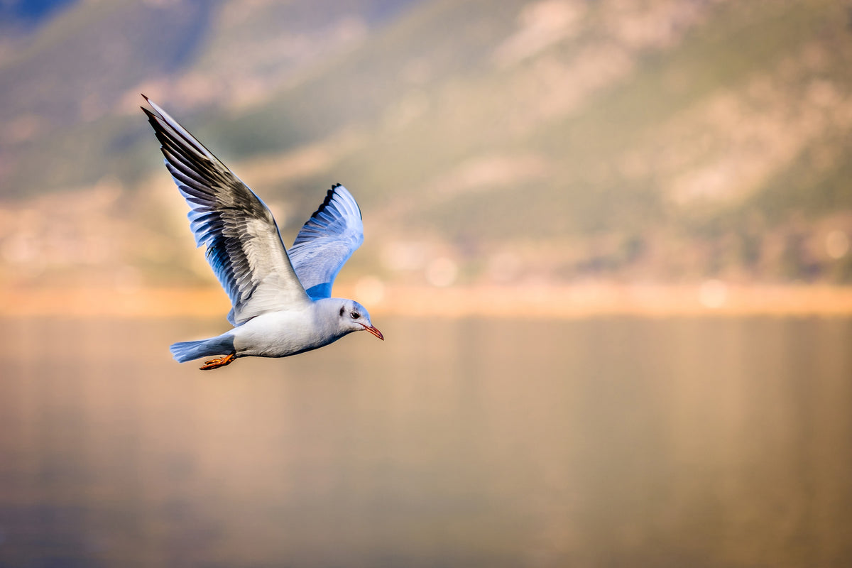 3-piece-canvas-print-the-flying-seagull