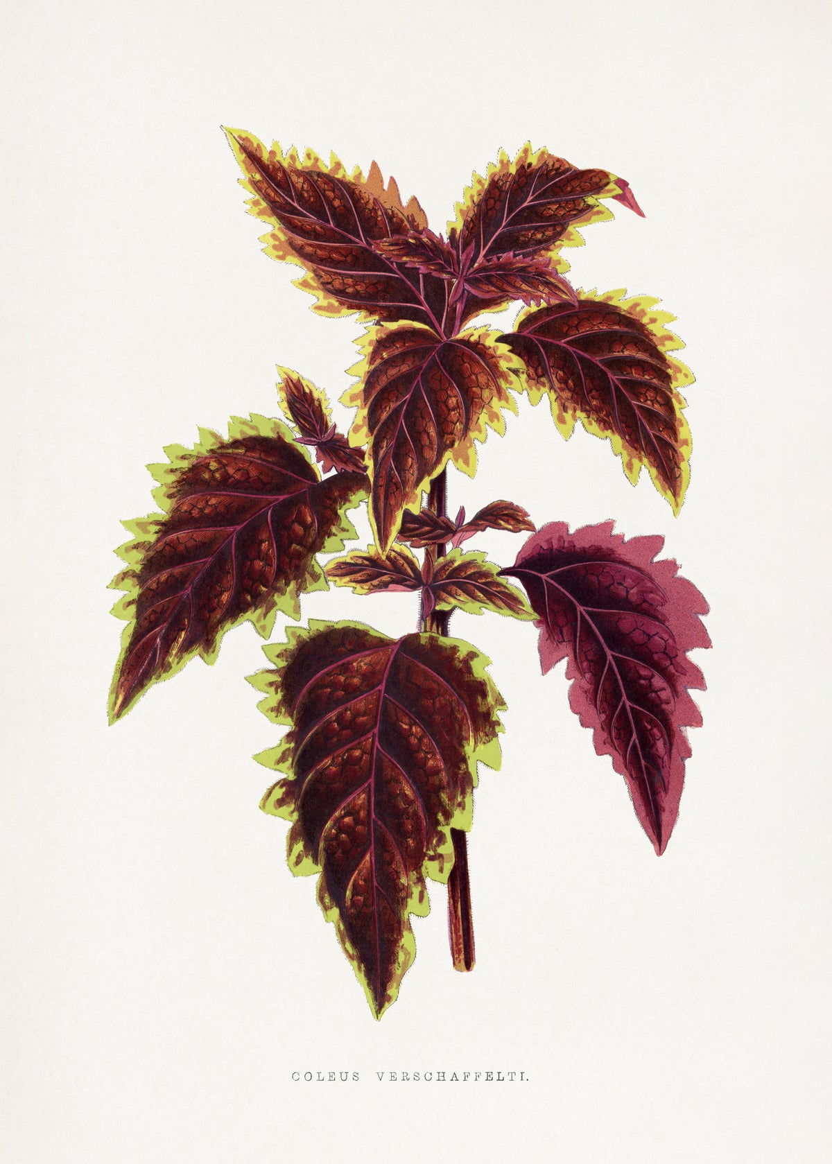 poster-print-pink-coleus-leaf-illustration