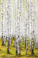 framedcanvas-print-the-birch-forest-in-the-spring