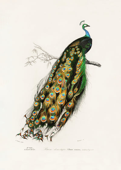 poster-print-indian-peafowl-peacock