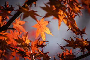 framedposter-print-maple-leaves-in-autumn
