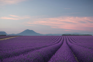 modern-3-piece-acrylic-print-lavender-field