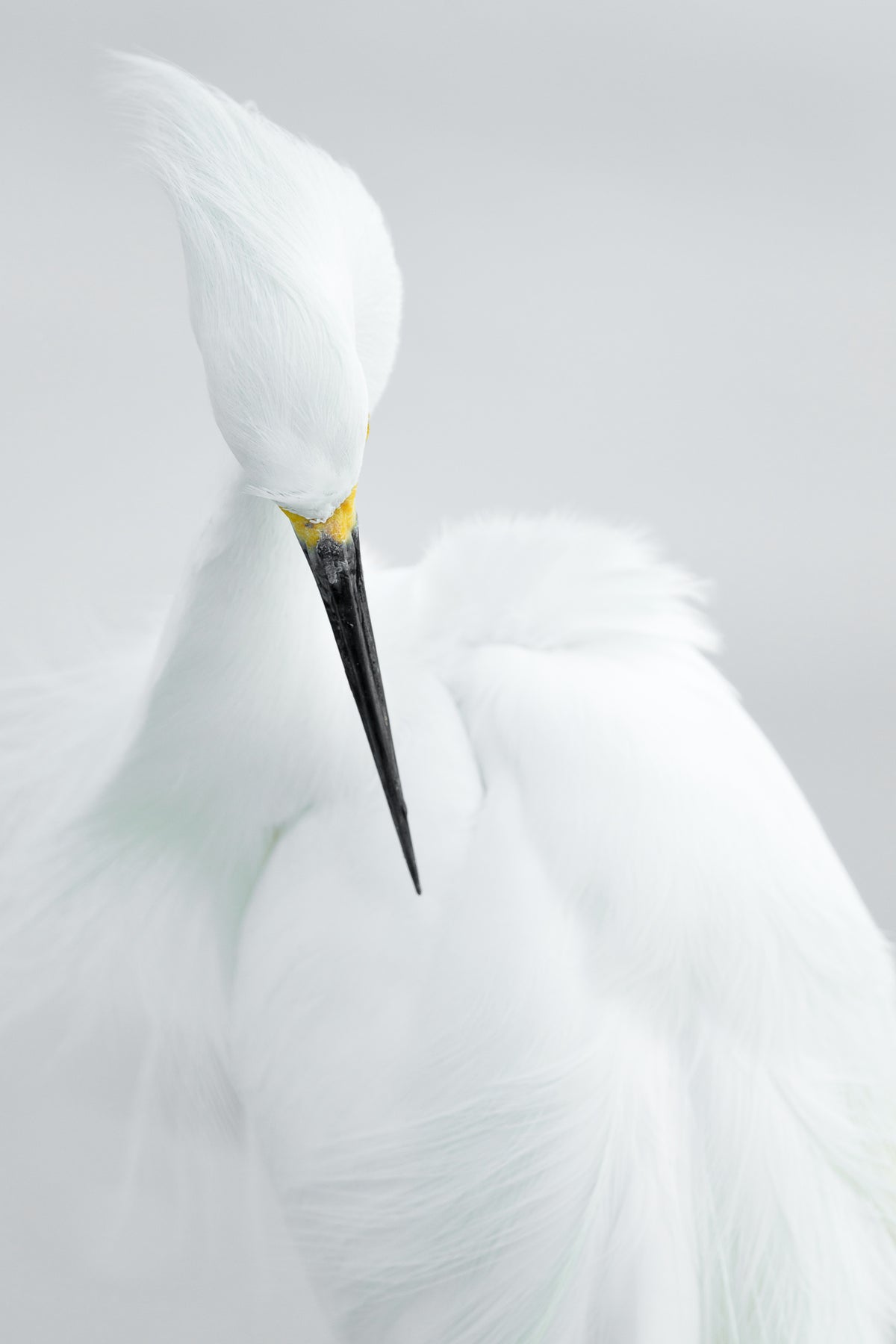 aluminium-print-white-beauty