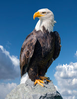 poster-print-bald-eagle-portrait