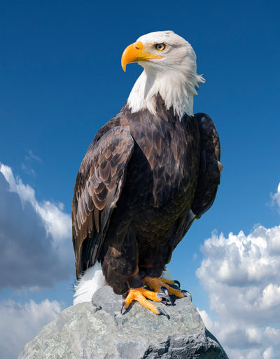 poster-print-bald-eagle-portrait