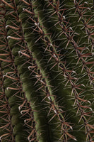 framedcanvas-print-cactus-showcases