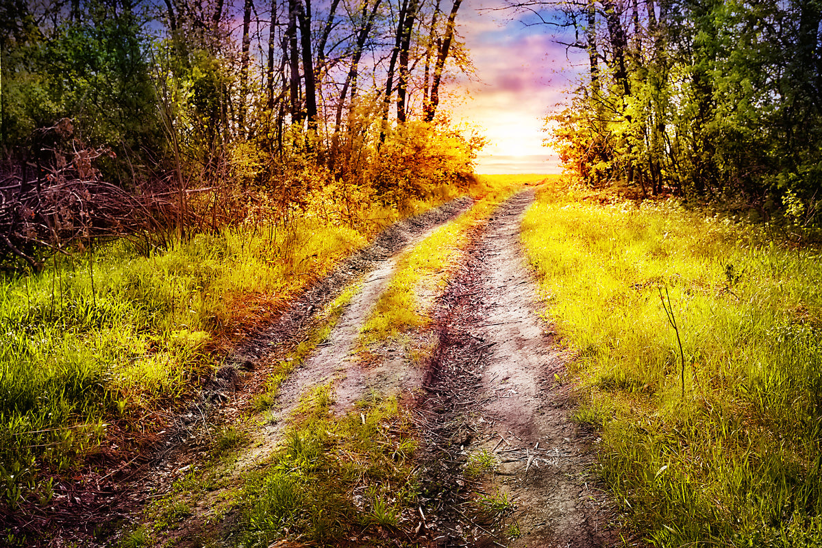 acrylic-print-the-forest-path