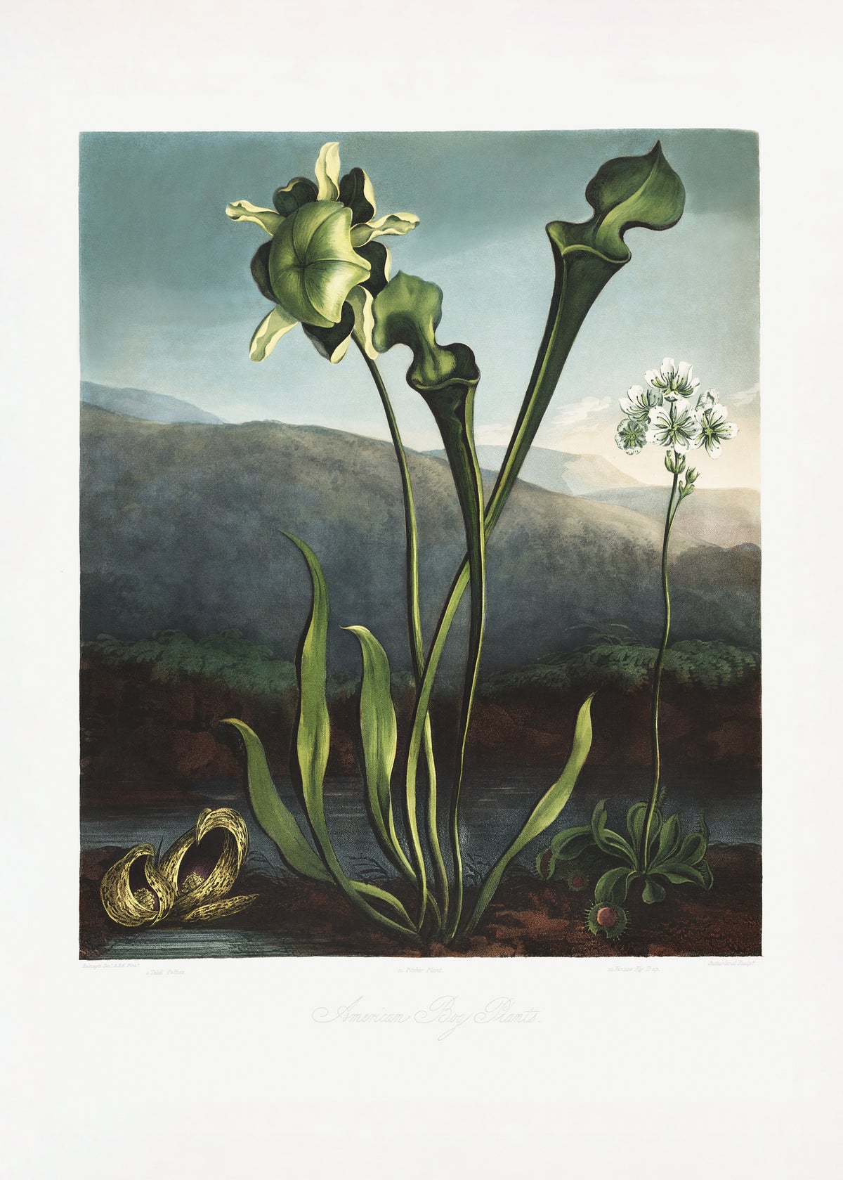 framedcanvas-print-american-bog-plants-from-the-temple-of-flora-1807