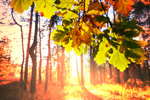 acrylic-print-autumn