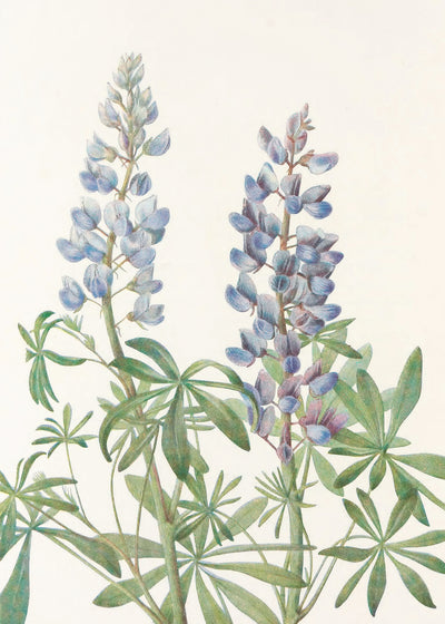 poster-print-sundial-lupine-from-north-american-wildflowers-1925-by-mary-vaux-walcott